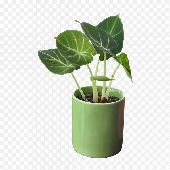 绿色植物