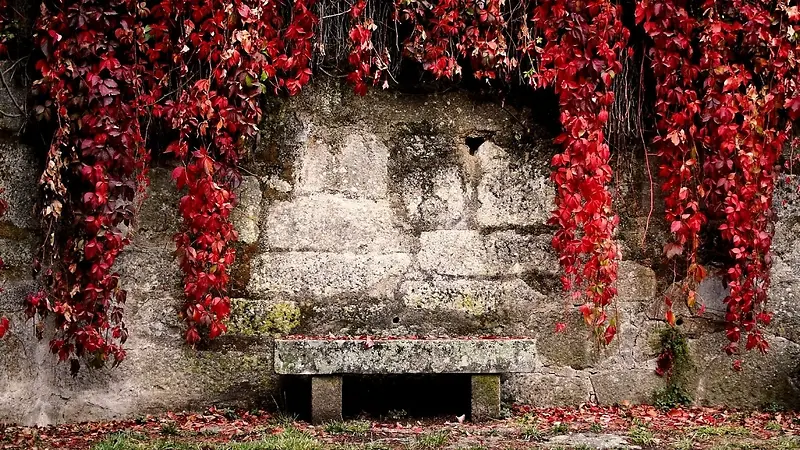 石墙红叶挂壁背景