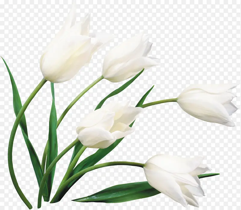 白色优美纯洁花朵植物