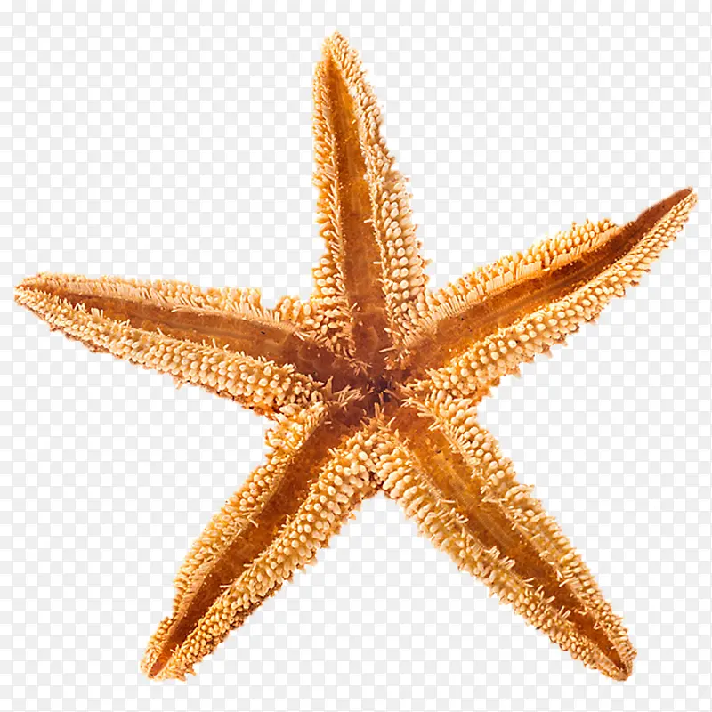 干燥的海星