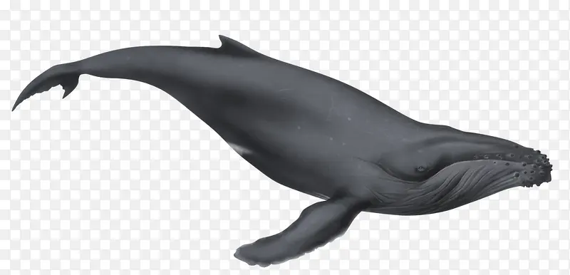 灰色鲸鱼