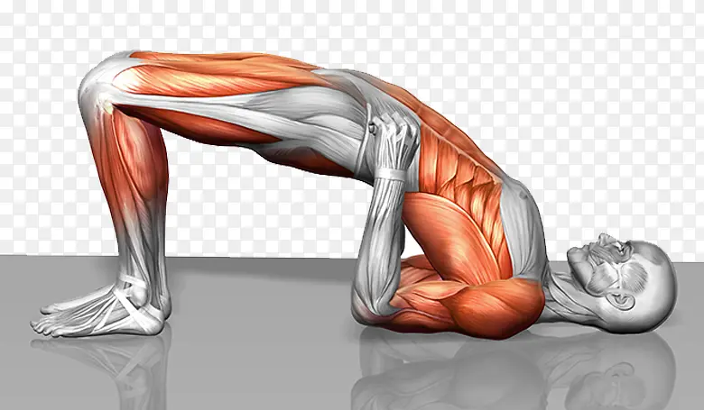 人体腰部肌肉结构