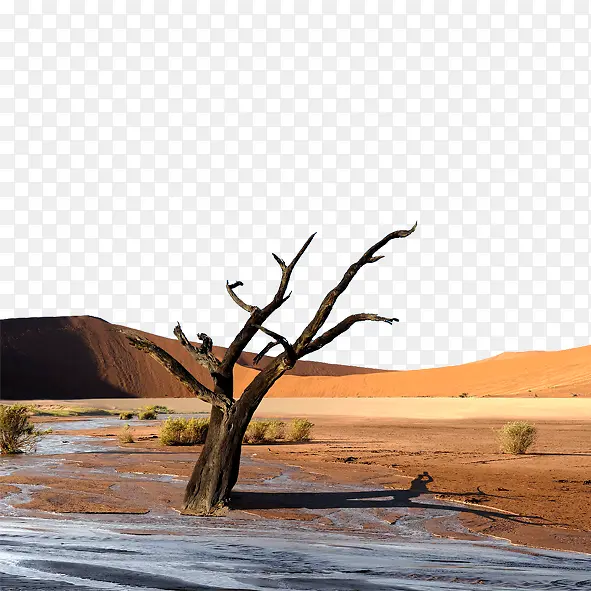 沙漠雪后枯树