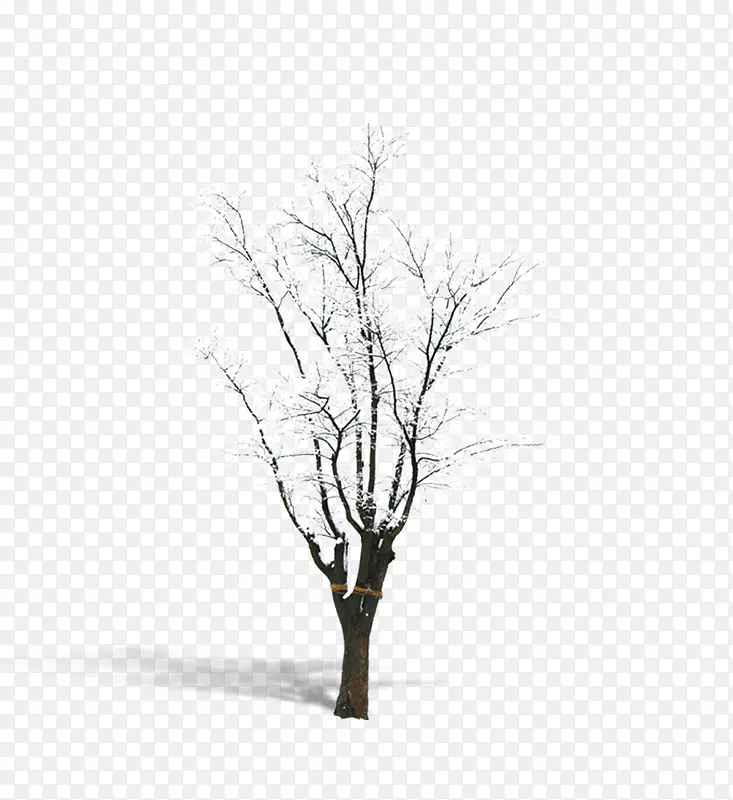 雪下的小树
