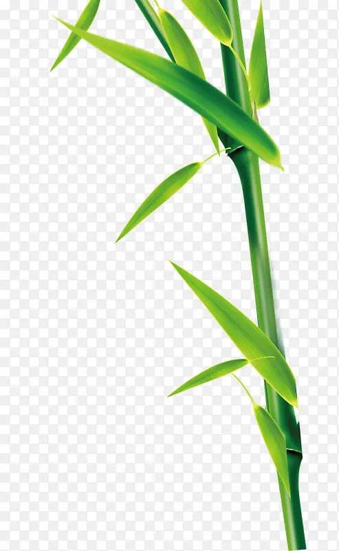 卡通植物竹子