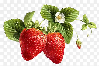开小白花的草莓果实