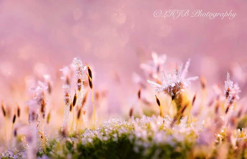 粉红色的花蕾底纹