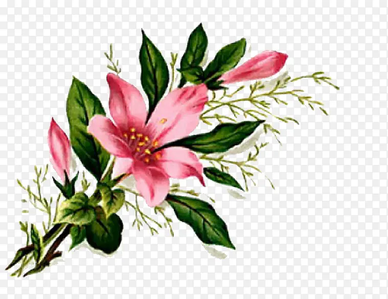 百合花