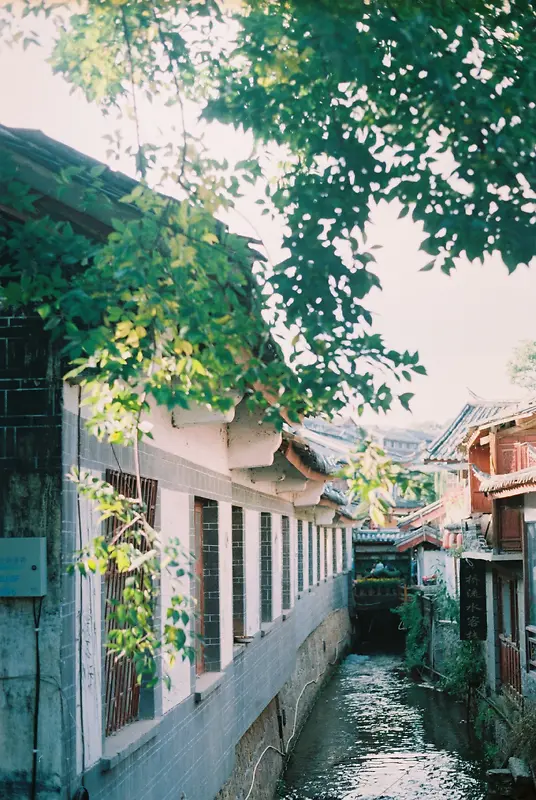 阳光下绿色树叶古镇风景