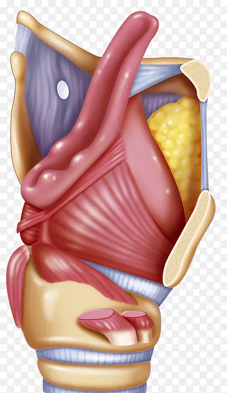 人体甲状腺