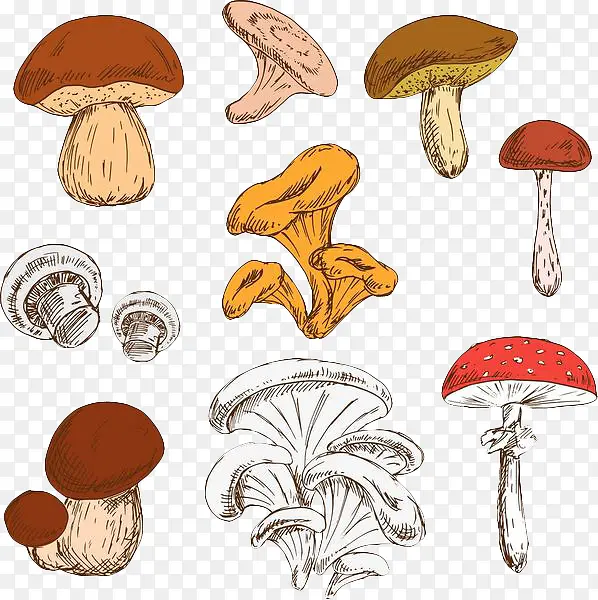 彩色手绘蘑菇合集
