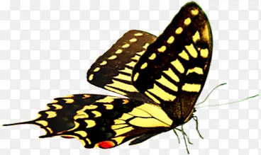 黄色斑点夏季蝴蝶动物