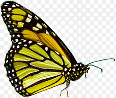 高清黄色斑点夏季蝴蝶