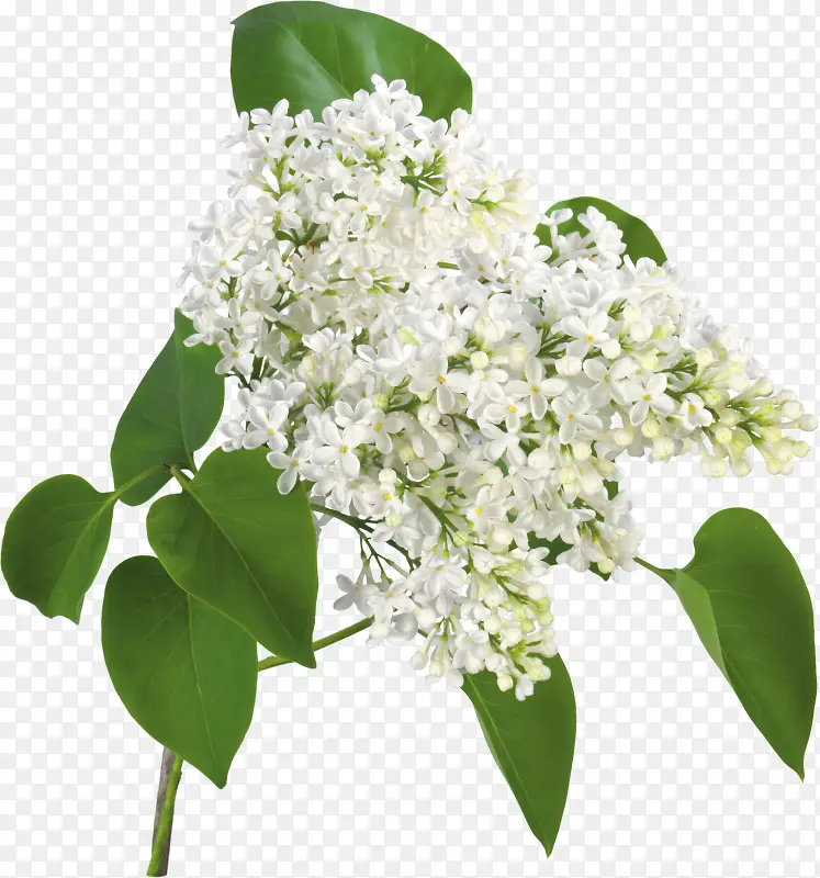白色花朵一串花朵