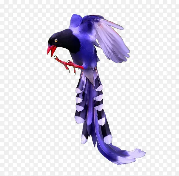 紫蓝翡翠鸟