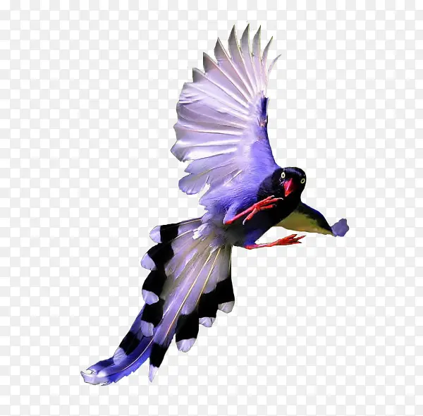 紫蓝翡翠鸟