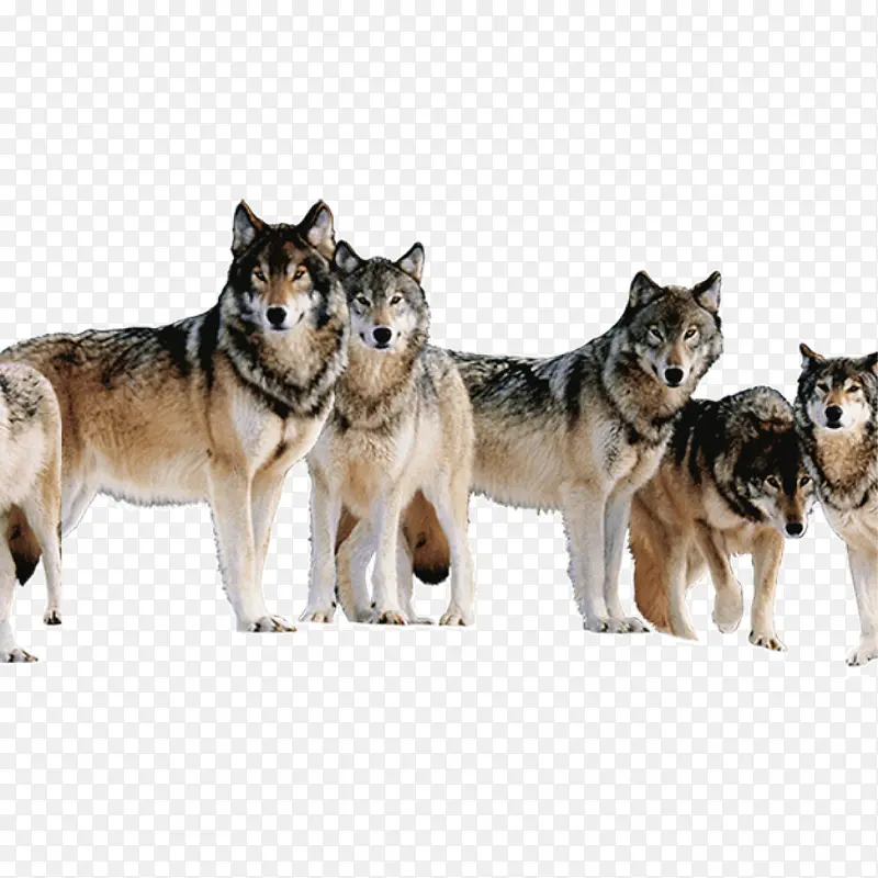五只凶猛的狼