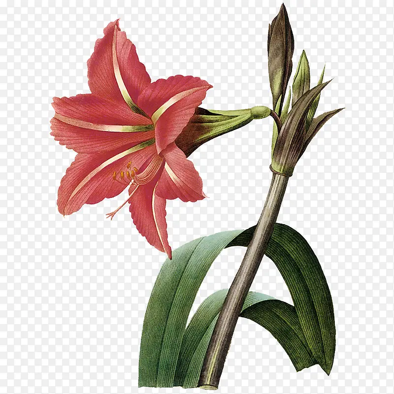 花卉写实手绘画