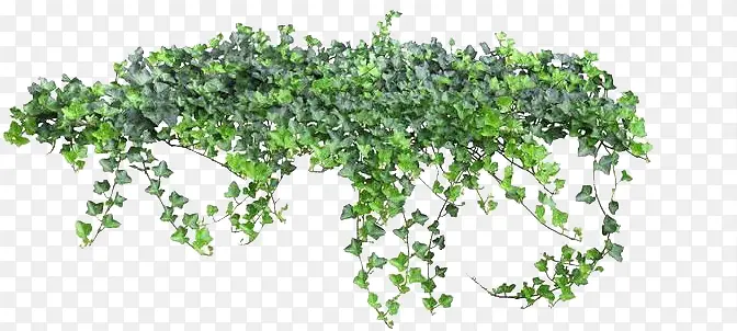 绿色清新挂藤效果植物