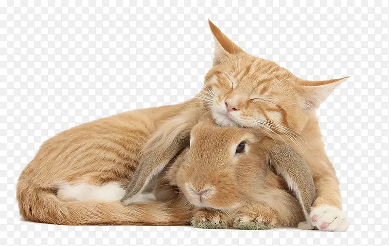 萌萌的猫与兔子
