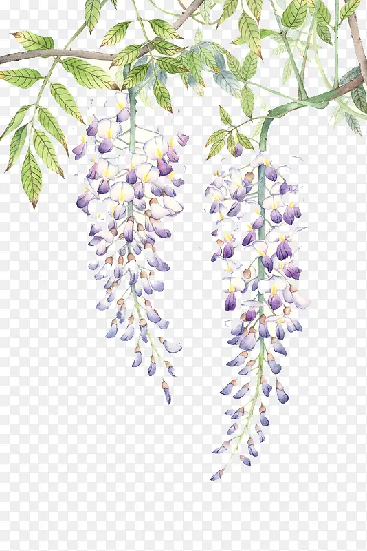紫色树梢花朵
