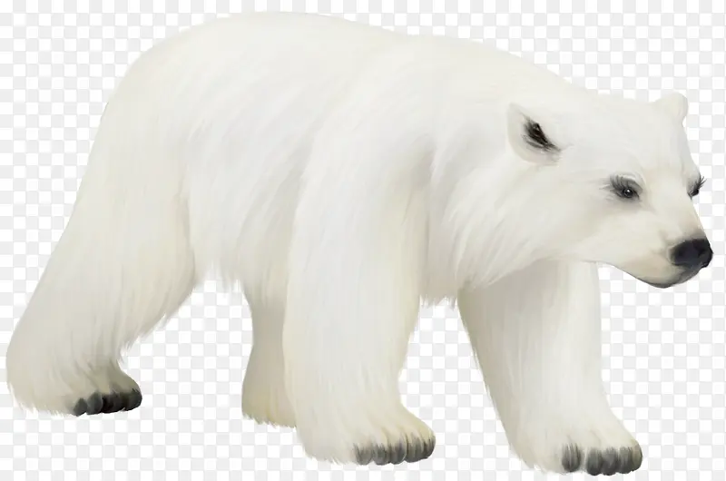 强壮的成年北极熊