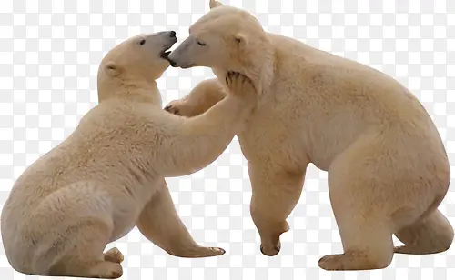 嬉戏打闹的北极熊