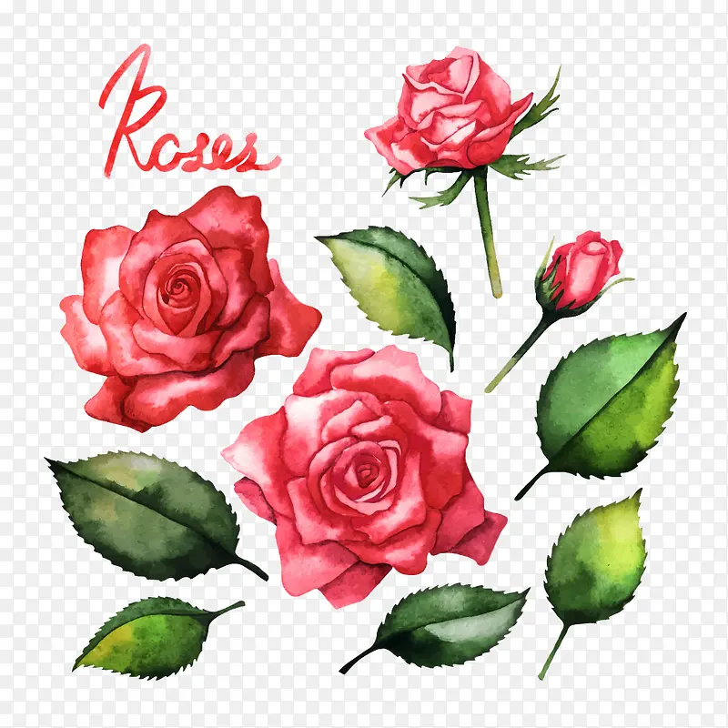 手绘红色玫瑰花素材