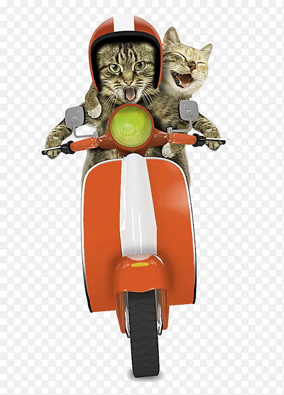 开摩托车的猫咪