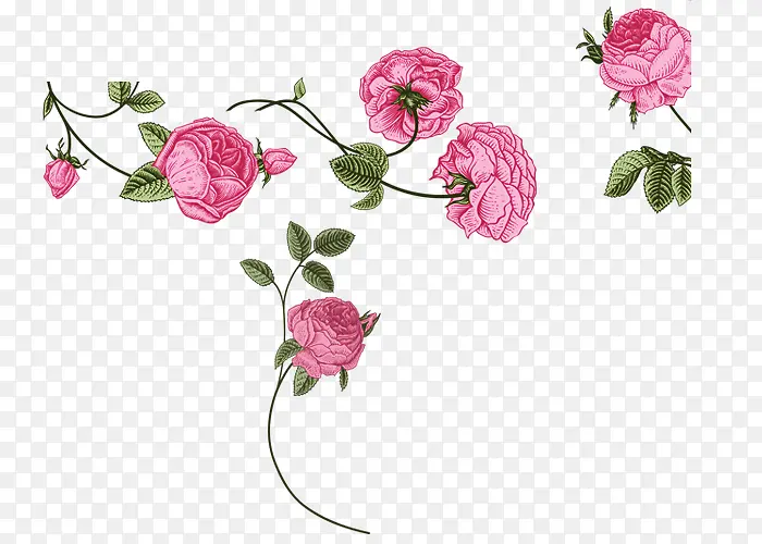 粉红玫瑰花手绘插画