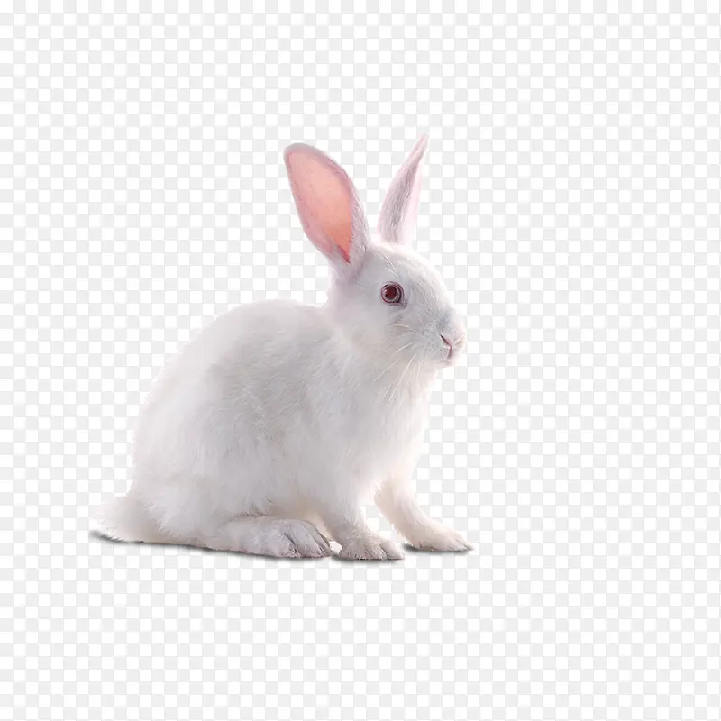 一只小白兔