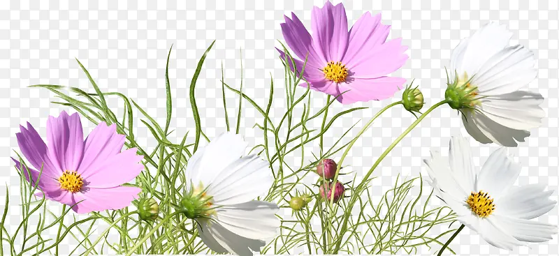 白色紫色花朵草地
