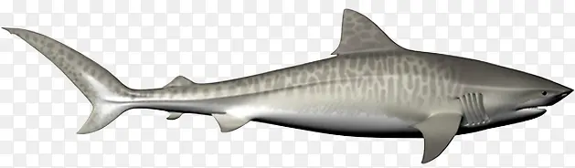 灰色斑纹的虎鲨素材