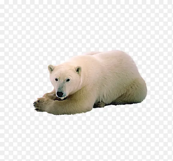 红白北极熊