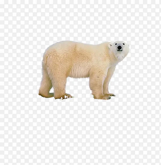 米黄北极熊