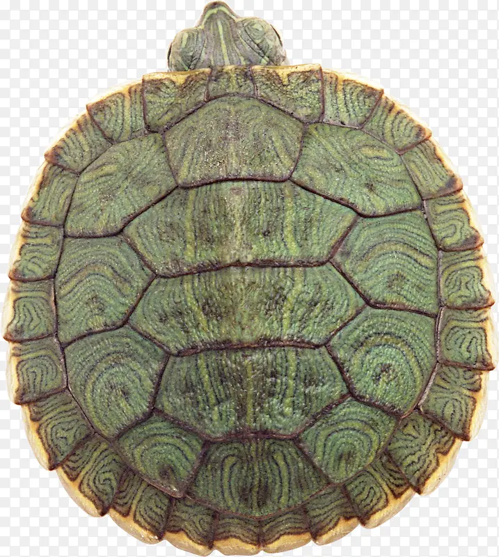 绿色斑纹的海龟