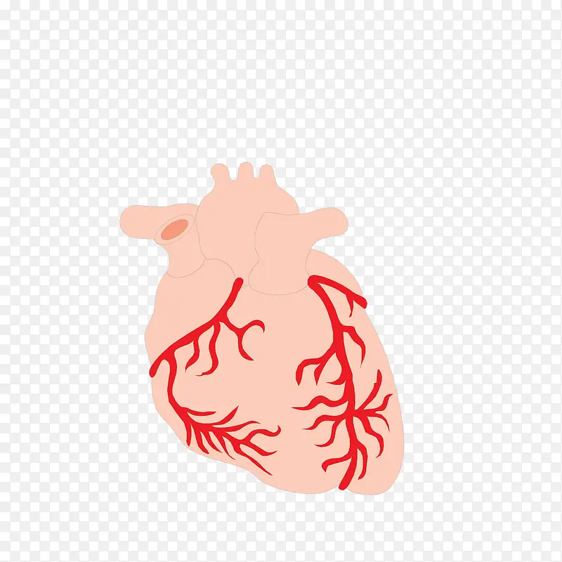 心脏上的毛细血管