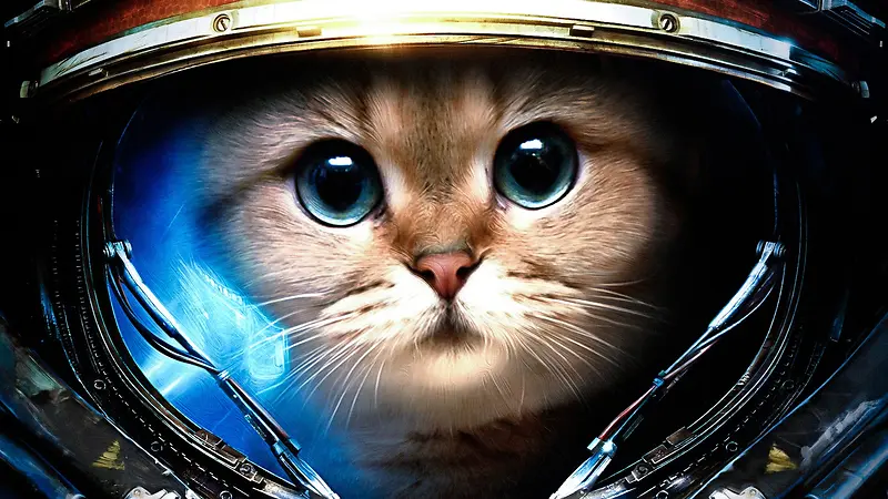 金属头盔中的可爱猫咪