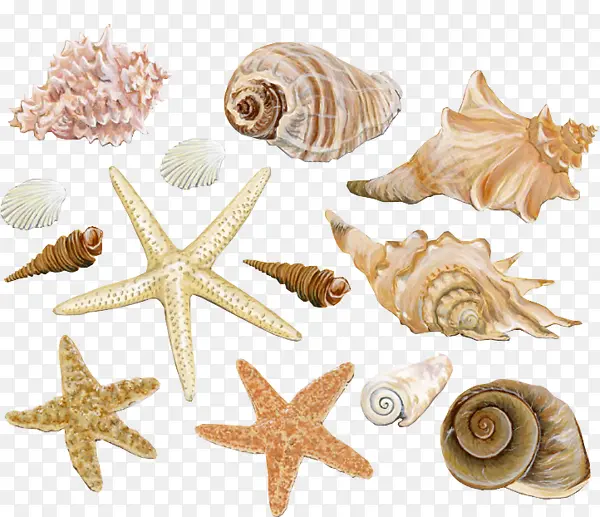 海星海螺沙滩装饰素材