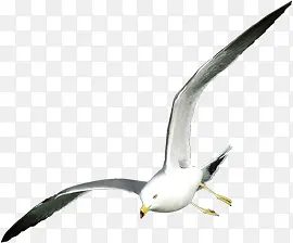 高清摄影海边飞翔的海鸥海燕