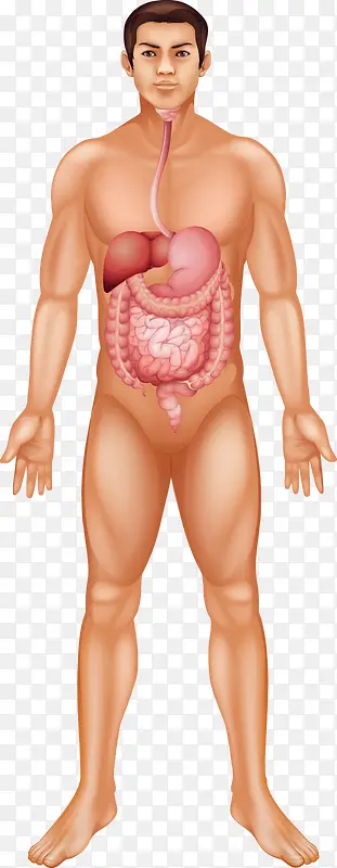 人体内部器官图
