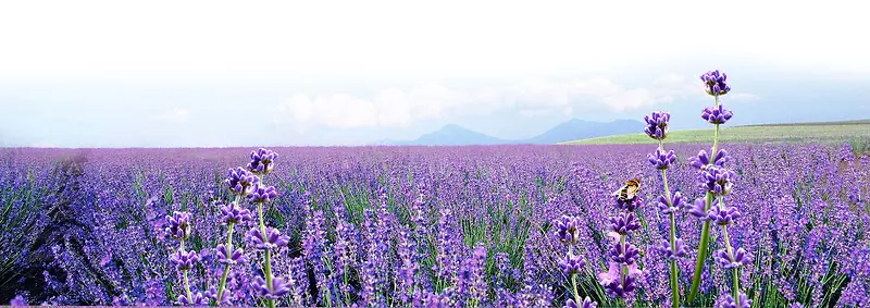 薰衣草花田紫色海报背景