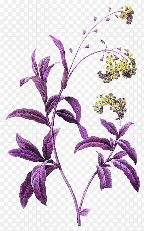 紫色叶子花朵