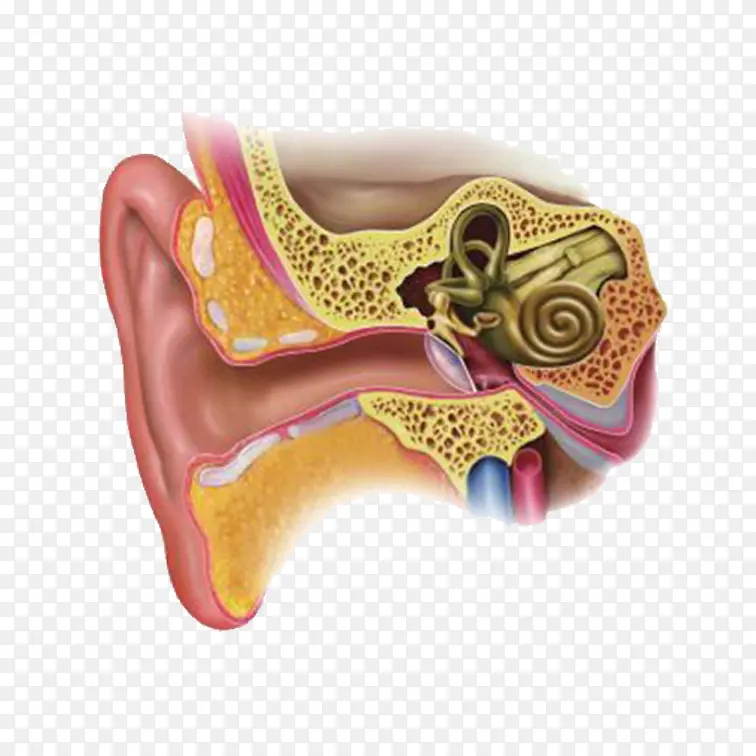 人耳朵内部构造