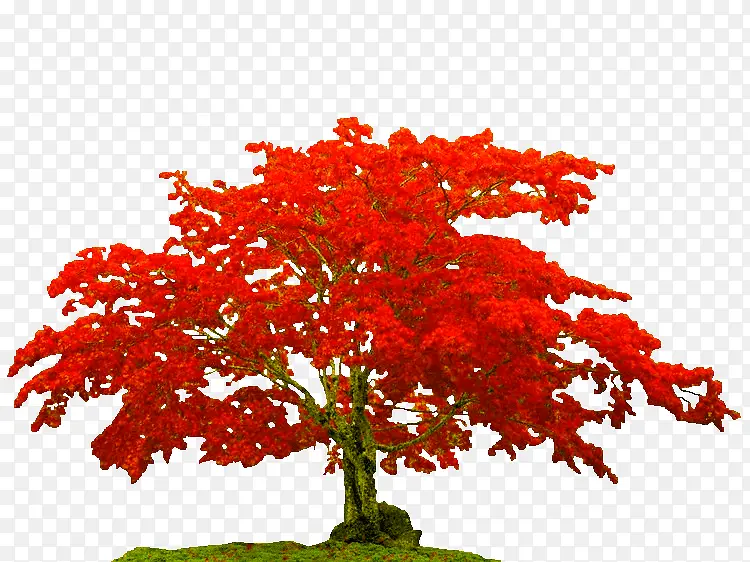 红色枫树素材