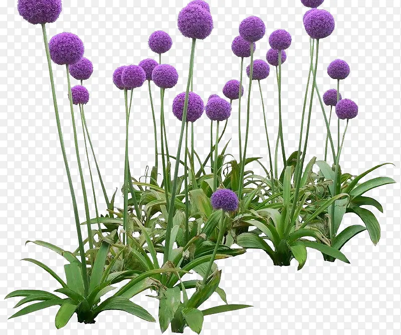 紫色圆形花
