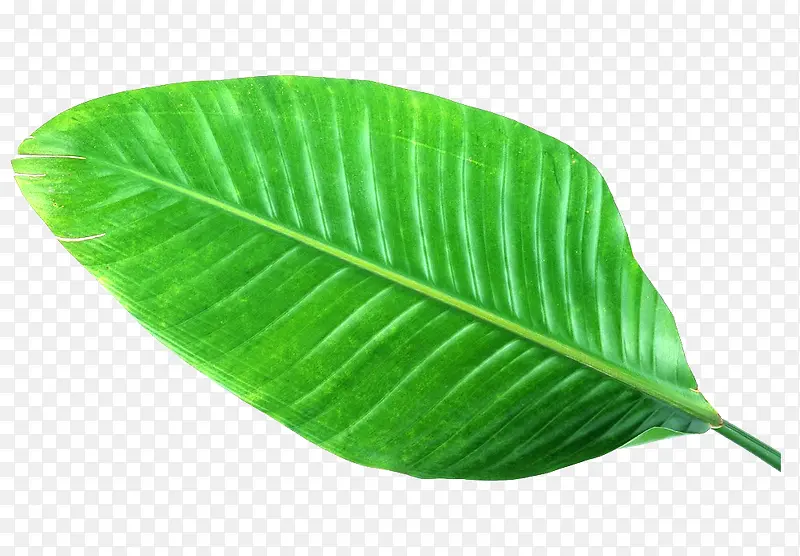 绿色芭蕉叶