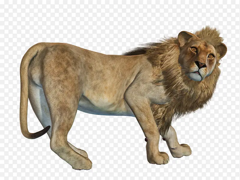非洲雄狮免抠素材