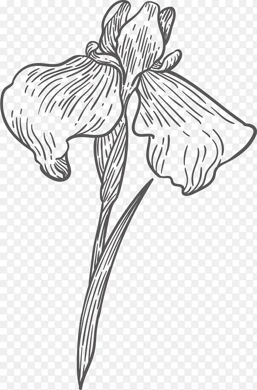 黑白线条手绘鸢尾花