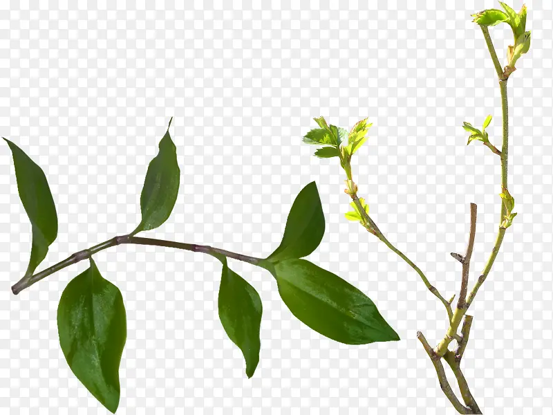 绿色植物树枝